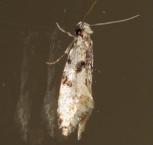 Tineidae?  S, Nemapogon sp.